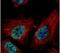 Zinc Finger Protein 287 antibody, PA5-31899, Invitrogen Antibodies, Immunofluorescence image 