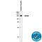 CD163 antibody, AF1607, R&D Systems, Western Blot image 
