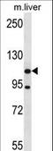 ADNP Homeobox 2 antibody, LS-C156100, Lifespan Biosciences, Western Blot image 