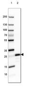 Myelin Oligodendrocyte Glycoprotein antibody, NBP2-46634, Novus Biologicals, Western Blot image 