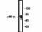 RUNX Family Transcription Factor 3 antibody, MBS395266, MyBioSource, Western Blot image 