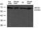 ATP Binding Cassette Subfamily G Member 2 (Junior Blood Group) antibody, GTX50793, GeneTex, Western Blot image 