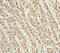 NudE Neurodevelopment Protein 1 antibody, LS-C676125, Lifespan Biosciences, Immunohistochemistry paraffin image 