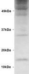 Polyubiquitin-B antibody, TA309498, Origene, Western Blot image 