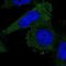 Leupaxin antibody, NBP2-31078, Novus Biologicals, Immunofluorescence image 