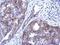 Coenzyme Q8A antibody, NBP2-15659, Novus Biologicals, Immunohistochemistry frozen image 