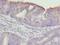 Tetratricopeptide Repeat Domain 30A antibody, LS-C398902, Lifespan Biosciences, Immunohistochemistry frozen image 
