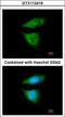 Dynein Cytoplasmic 1 Intermediate Chain 2 antibody, LS-C186264, Lifespan Biosciences, Immunocytochemistry image 