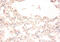 STEAP Family Member 1 antibody, CSB-PA13354A0Rb, Cusabio, Immunohistochemistry frozen image 