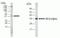 NFKB Inhibitor Alpha antibody, 39-7700, Invitrogen Antibodies, Western Blot image 