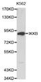 Inhibitor Of Nuclear Factor Kappa B Kinase Subunit Beta antibody, MBS126063, MyBioSource, Western Blot image 