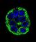 YOD1 Deubiquitinase antibody, abx026196, Abbexa, Western Blot image 