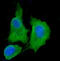 Aldehyde Dehydrogenase 3 Family Member A1 antibody, A01121-4, Boster Biological Technology, Immunofluorescence image 