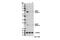 AE Binding Protein 2 antibody, 14129S, Cell Signaling Technology, Western Blot image 