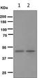 Growth Differentiation Factor 11 antibody, ab124721, Abcam, Western Blot image 