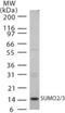 Small Ubiquitin Like Modifier 2 antibody, NB100-56444, Novus Biologicals, Western Blot image 