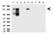 Melanoma Cell Adhesion Molecule antibody, UM800051, Origene, Western Blot image 