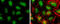 Tet Methylcytosine Dioxygenase 3 antibody, GTX121453, GeneTex, Immunocytochemistry image 