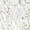 Platelet And Endothelial Cell Adhesion Molecule 1 antibody, 18-982, ProSci, Immunohistochemistry frozen image 