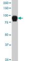 Sp1 Transcription Factor antibody, H00006667-M02, Novus Biologicals, Western Blot image 