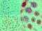SRY-Box 9 antibody, PA5-23383, Invitrogen Antibodies, Immunohistochemistry frozen image 