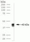 Caudal Type Homeobox 2 antibody, 39-7800, Invitrogen Antibodies, Western Blot image 