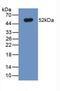 Slc39a1 antibody, LS-C711557, Lifespan Biosciences, Western Blot image 