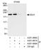 Early Endosome Antigen 1 antibody, A301-896A, Bethyl Labs, Immunoprecipitation image 