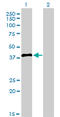 Interferon Regulatory Factor 2 antibody, LS-C133274, Lifespan Biosciences, Western Blot image 