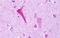 G Protein-Coupled Receptor 137B antibody, GTX71669, GeneTex, Immunohistochemistry paraffin image 