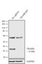 TNFRSF1A Associated Via Death Domain antibody, PA5-17465, Invitrogen Antibodies, Western Blot image 