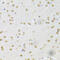 Core-Binding Factor Subunit Beta antibody, 19-574, ProSci, Immunohistochemistry frozen image 