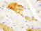 Carbonic Anhydrase 3 antibody, LS-C312599, Lifespan Biosciences, Immunohistochemistry frozen image 