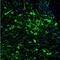 Tryptophan hydroxylase 2 antibody, NBP2-46646, Novus Biologicals, Immunohistochemistry paraffin image 