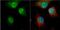 Heterogeneous Nuclear Ribonucleoprotein D antibody, NBP2-15528, Novus Biologicals, Immunofluorescence image 