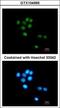 Tubby-related protein 3 antibody, GTX104995, GeneTex, Immunocytochemistry image 