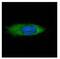 Heat Shock Protein Family A (Hsp70) Member 13 antibody, NBP2-20509, Novus Biologicals, Immunofluorescence image 