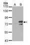 Aryl Hydrocarbon Receptor Nuclear Translocator Like antibody, PA5-34706, Invitrogen Antibodies, Western Blot image 