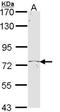 T-Box 2 antibody, NBP1-33551, Novus Biologicals, Western Blot image 