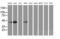 Spermine Synthase antibody, MA5-25590, Invitrogen Antibodies, Western Blot image 