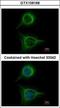 SBDS Ribosome Maturation Factor antibody, GTX109168, GeneTex, Immunofluorescence image 