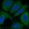 Periplakin antibody, FNab10515, FineTest, Immunofluorescence image 