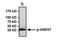 Heat Shock Protein Family B (Small) Member 1 antibody, PA1-018, Invitrogen Antibodies, Immunoprecipitation image 