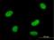 SWI/SNF Related, Matrix Associated, Actin Dependent Regulator Of Chromatin, Subfamily A Like 1 antibody, H00050485-B01P, Novus Biologicals, Immunofluorescence image 