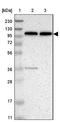NLR Family Pyrin Domain Containing 3 antibody, NBP1-90207, Novus Biologicals, Western Blot image 