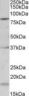 Potassium Voltage-Gated Channel Subfamily C Member 3 antibody, LS-C154944, Lifespan Biosciences, Western Blot image 