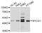 Myogenic Differentiation 1 antibody, STJ24670, St John