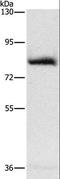 Adenosine Monophosphate Deaminase 1 antibody, LS-C406122, Lifespan Biosciences, Western Blot image 