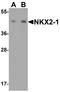 NK2 Homeobox 1 antibody, A01322, Boster Biological Technology, Western Blot image 