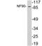 Interleukin Enhancer Binding Factor 3 antibody, LS-B11424, Lifespan Biosciences, Western Blot image 